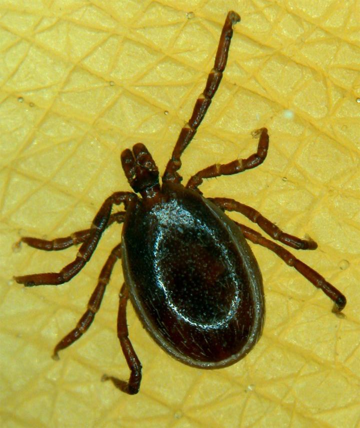 A male tick attached to a resin replica of human volar skin (Dagmar Voigt via Eurekalert)