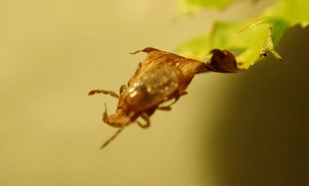 An Asian long-horned tick questing on the tip of a leaf (Hokkaido University via Eurekalert)