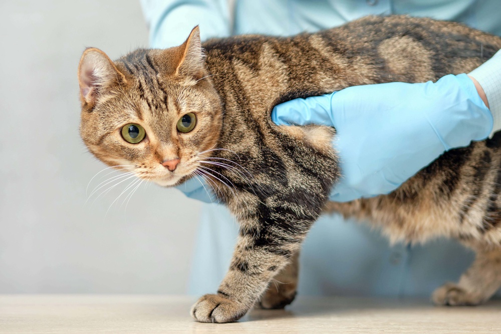 Under the new laws, owners are entitled to receive a clear breakdown of pet care plans, with standardised information on costs (PA)