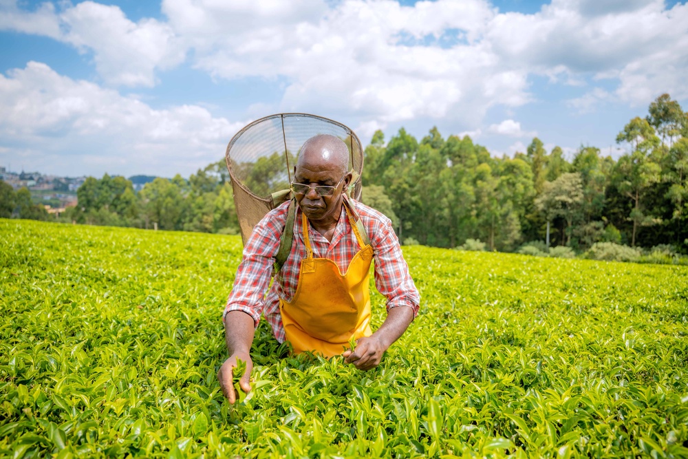 Tea farms in Kenya (PA)
