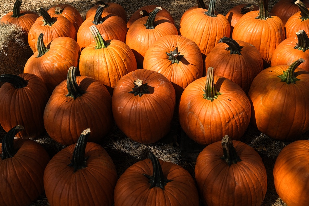 Pumpkin farmers across the country have reported significant drops in yield after a dry summer (AFP/Getty)
