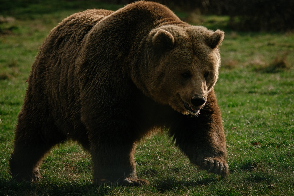Representative. A high alert was issued in Siberia’s Krasnoyarsk region earlier this month due to increasing bear activity (Getty)
