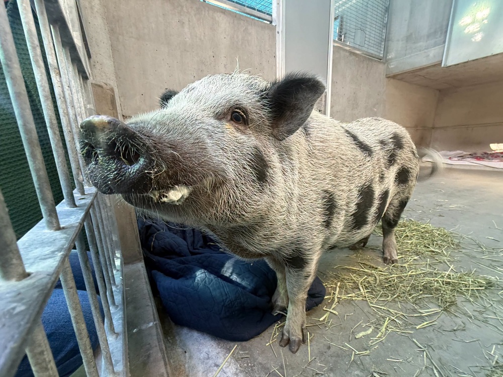 The craze for tiny pet pigs started decades ago and gets reignited every few years (Pasadena Humane)