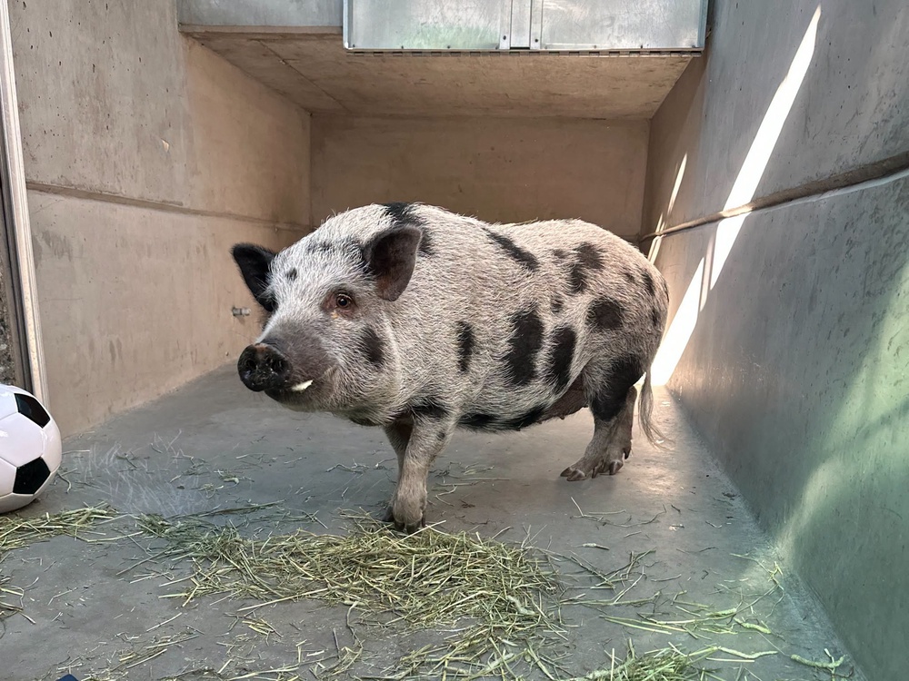 Some local rules specify pet pigs must be under a specified weight or allow only pot-bellied pigs, according to information from the North American Pet Pig Association (Pasadena Humane)