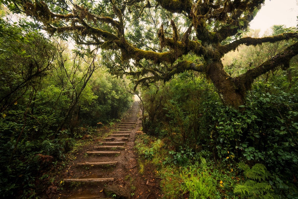 Fanal forest is particularly atmospheric (Getty Images / iStockPhoto)