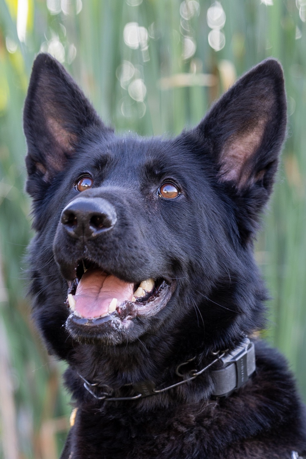 Leni, a police dog for the Gresham Police Department, died unexpectedly on September 21 (Gresham Police)