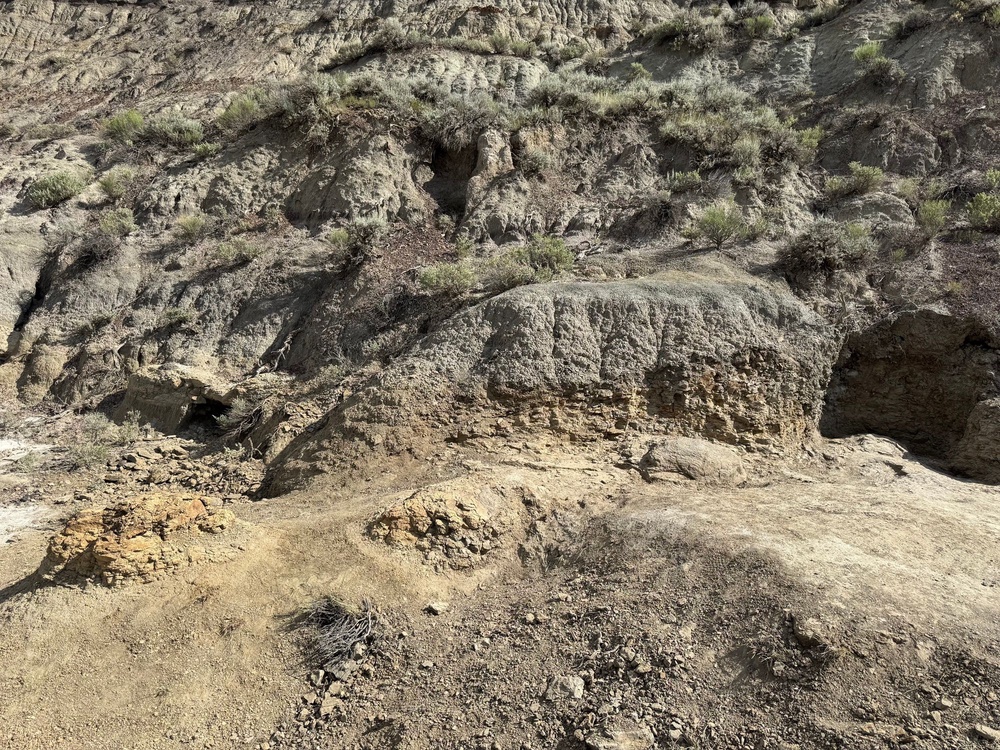 The trackway was discovered in the Hell Creek Formation of southwestern North Dakota (Denver Museum of Nature & Science)