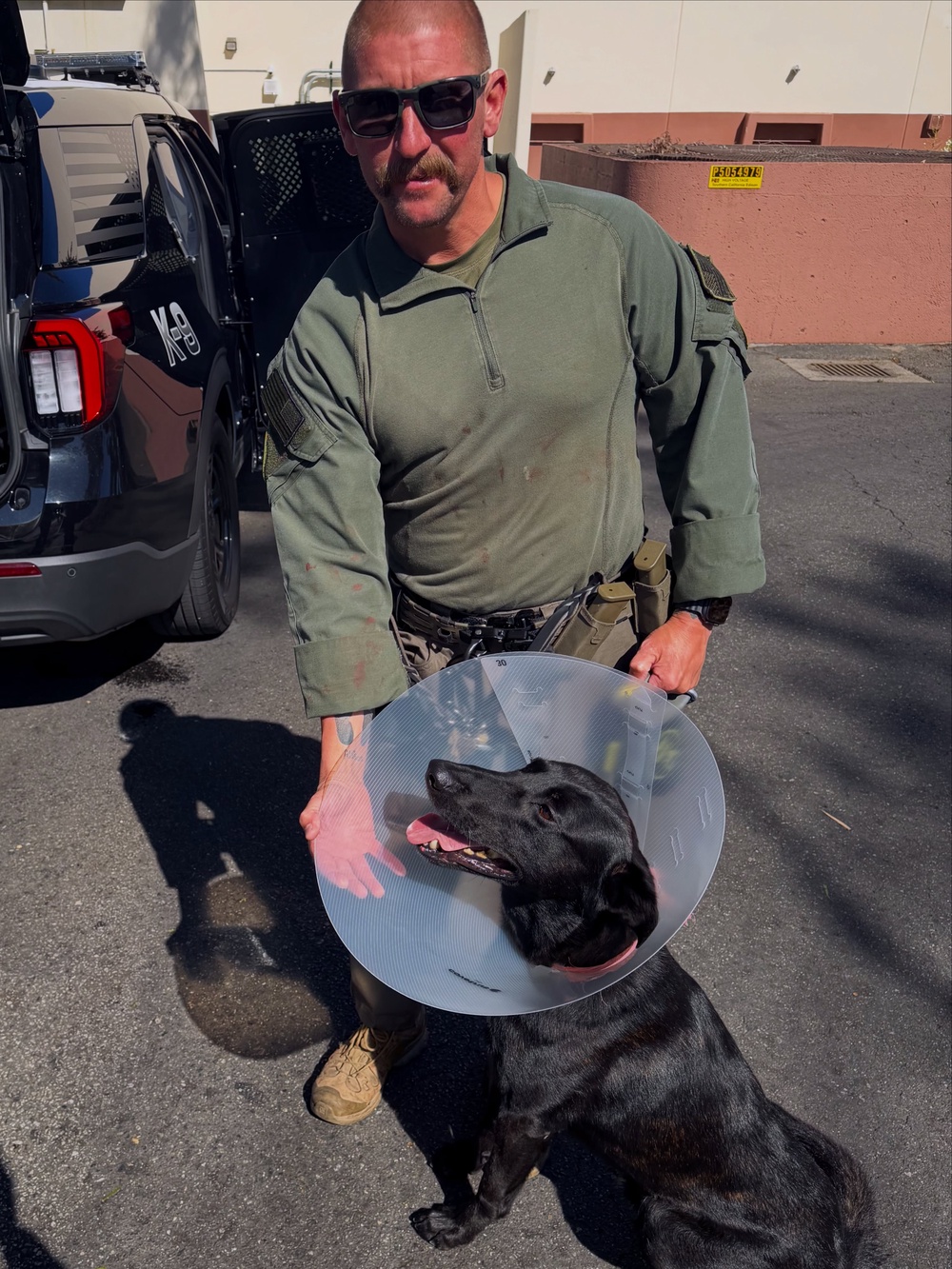 An armed suspect bit and 'tore off' a portion of a police dog's ear during an arrest in California, police said (Redondo Beach Police Department)