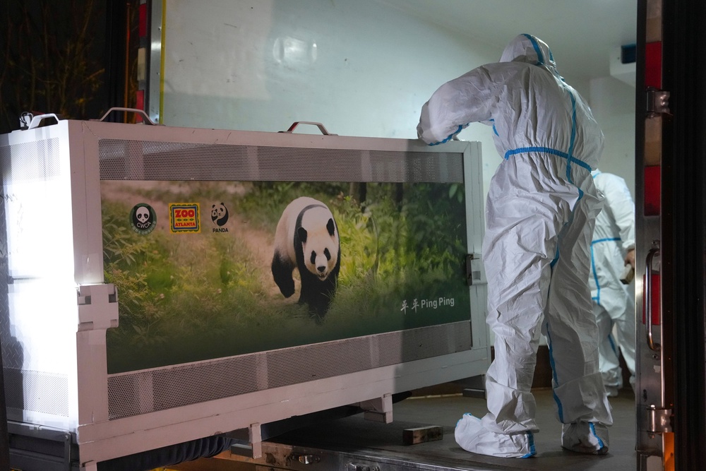The pandas are on their way to the Atlanta zoo (AP)