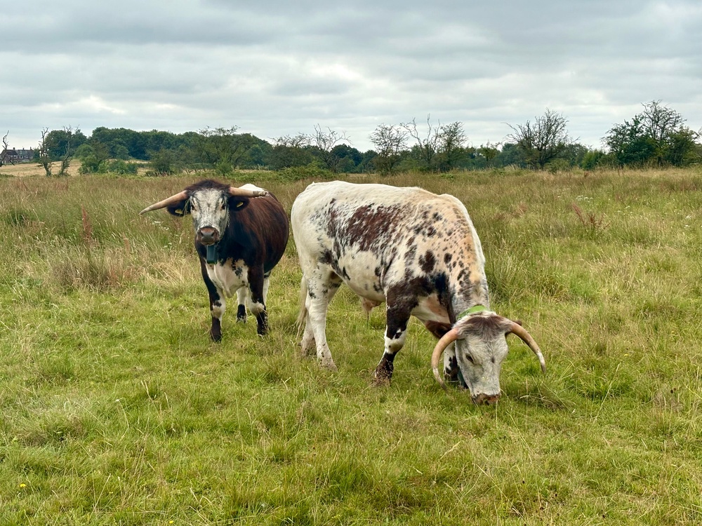 At Cutacre nature reserve, longhorn cattle are being used for conservation grazing (Emily Beament/PA)