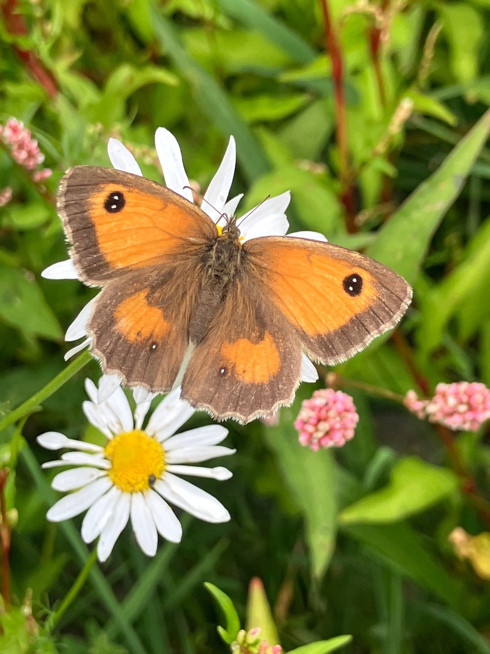 Cutacre is rich in wildflowers and wildlife such as gatekeeper butterflies (Alan Wright/Lancashire Wildlife Trust/PA)