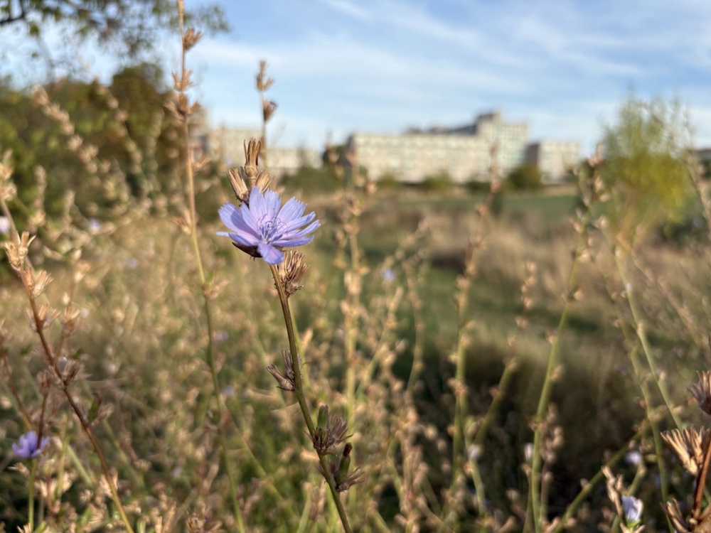 Community groups are working to bring biodiversity into urban green spaces, such as Lordship Recreation Ground, north London (Emily Beament/PA)