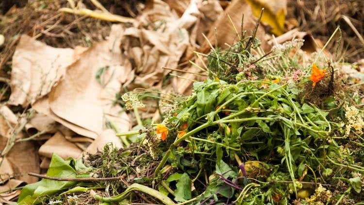 The ‘browns’ and the ‘greens’ should go in (Alamy/PA)