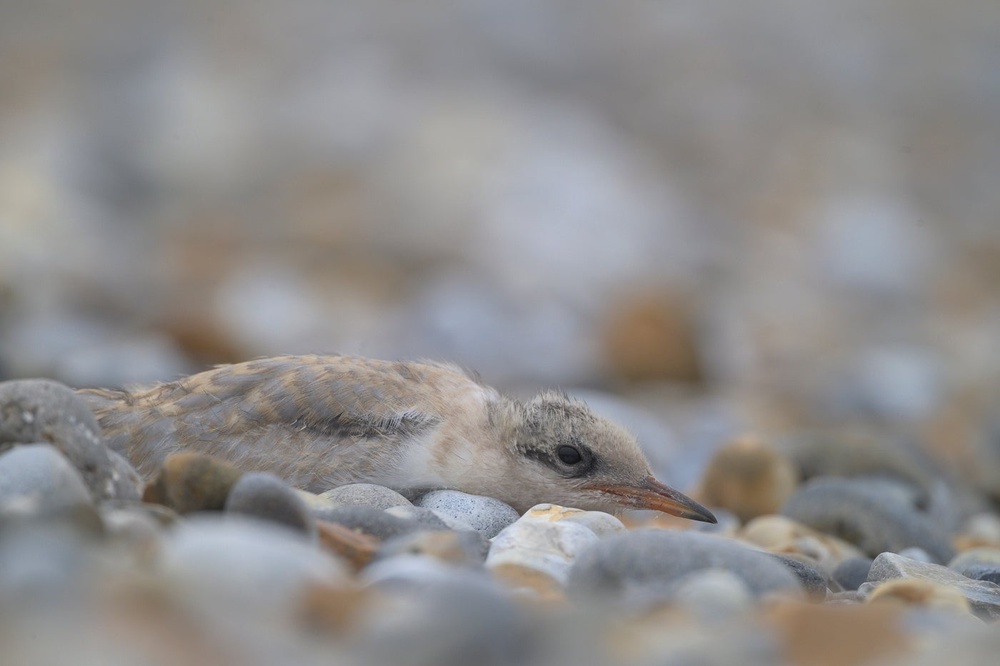 Long Nanny had an ‘exceptional season‘ for little terns, the UK’s second-rarest breeding seabird which has experienced significant long-term declines across the country, rangers said.