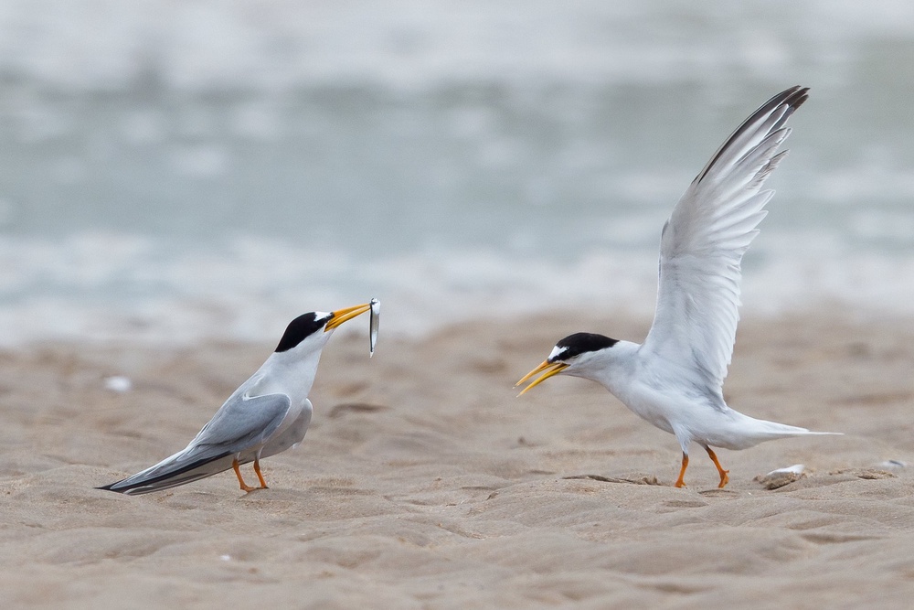 The Arctic tern colony at Long Nanny was devastated by avian flu in 2023, while recent seasons have seen nests repeatedly lost to high spring tides and severe weather events