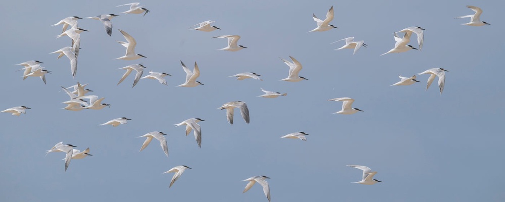 Sandwich terns, seen flight over Blakeney Point, had not bred at the site for the past two seasons