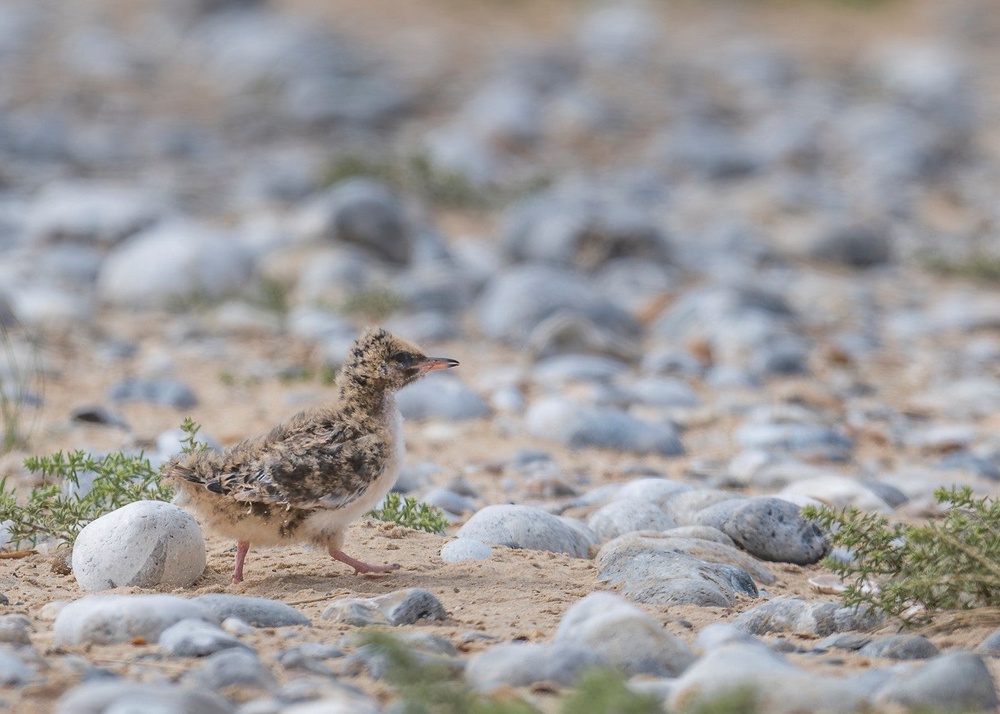 Terns have been helped by conservation measures at Blakeney Point, the National Trust say