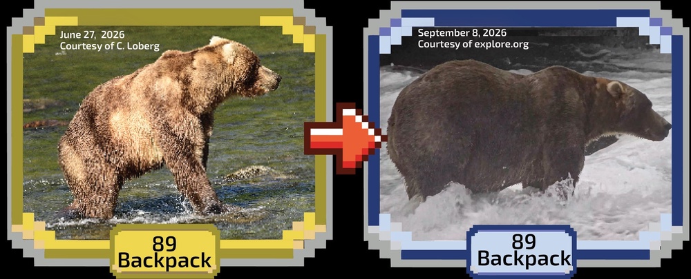 The competition, currently in its 12th year, honors the resilience of the 2,200 brown bears living in Alaska’s Katmai National Park and Preserve (C. Loberg/Explore.org)