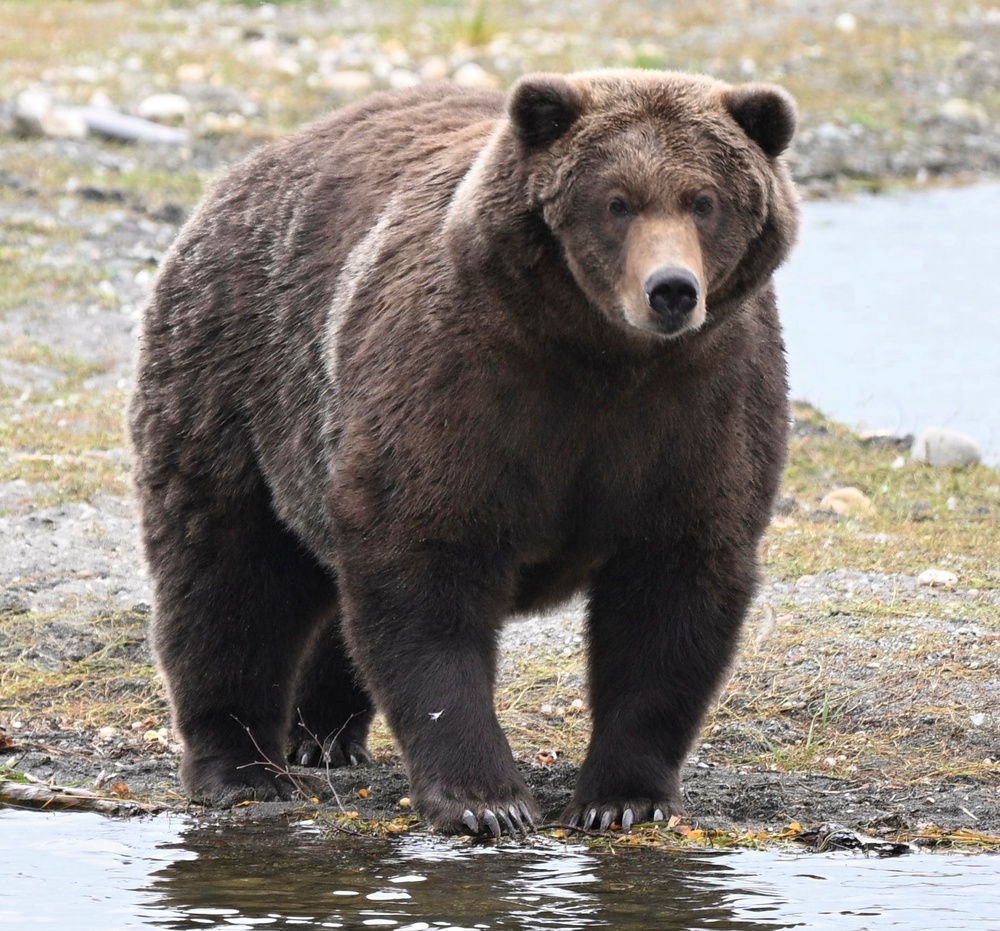 Backpack won with 103,334 votes while fellow finalist Bear 910, pictured, received 98,253 votes (C. Loberg)