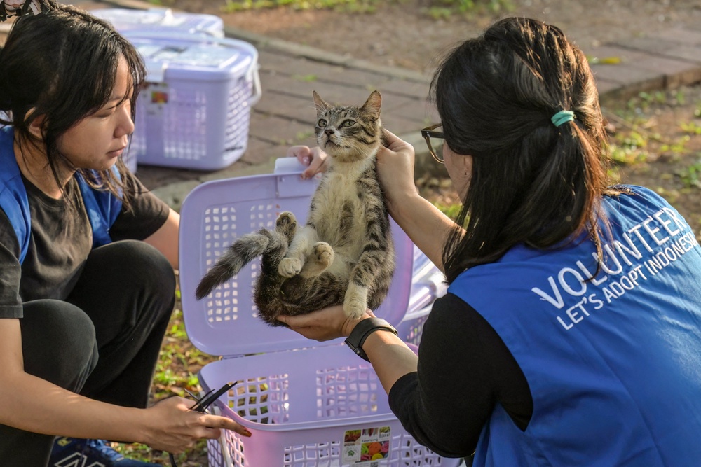 Volunteers check whether a stray cat is neutered or not at a park in Jakarta (AFP via Getty)