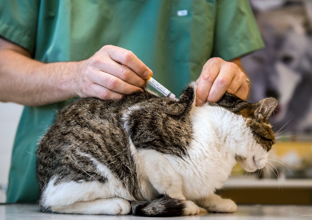 A cat is vaccinated (AFP via Getty)