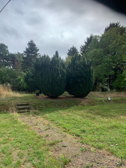 The garden today (Supplied)