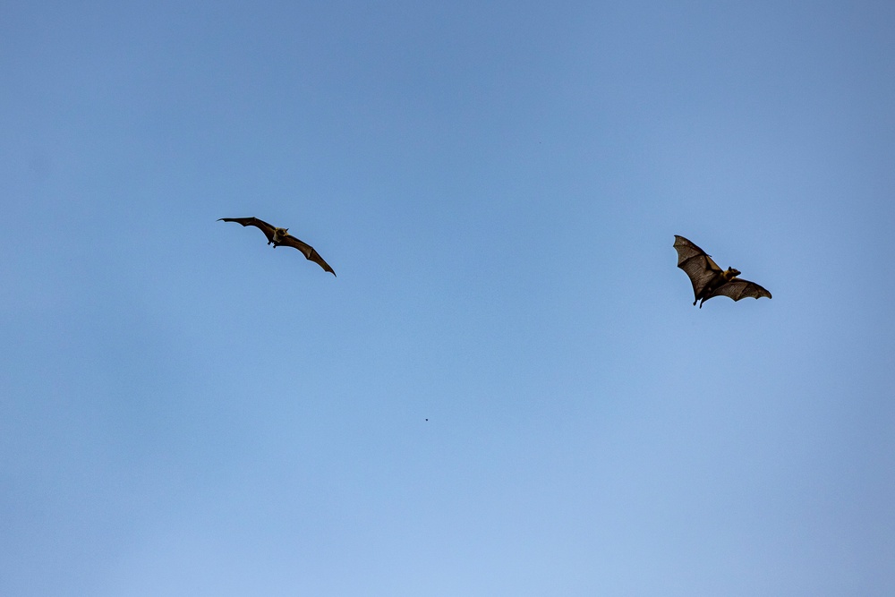 One staff member may have come into contact with a bat, prompting Health Services to consult the local health department and recommend medical care, the district said (Getty)