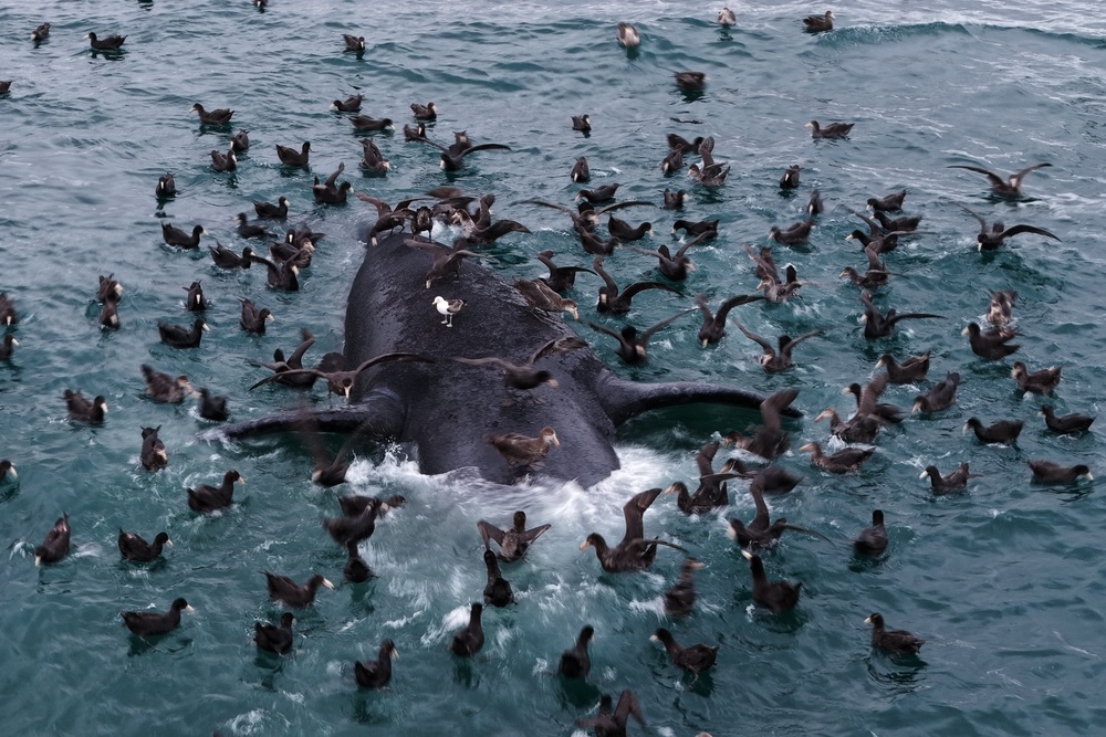 Seabirds perch on the carcass of a southern right whale off El Doradillo Beach near Puerto Madryn, Argentina (Copyright 2026 The Associated Press. All rights reserved.)