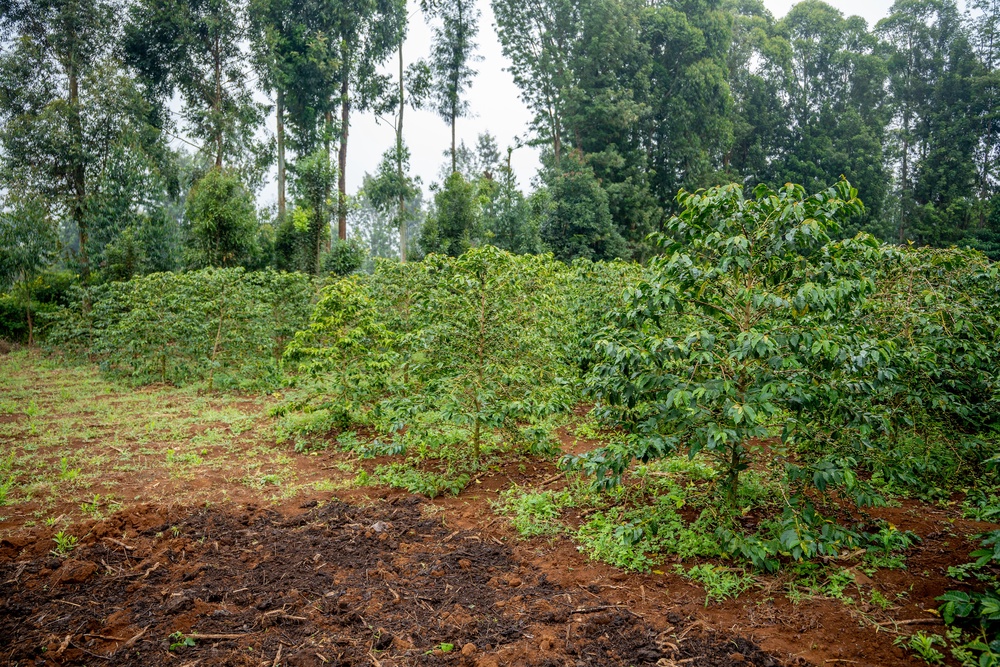 Eunice Kabui’s coffee farm in the foothills of Mount Kenya. (Anthony Odamo/Fairtrade)
