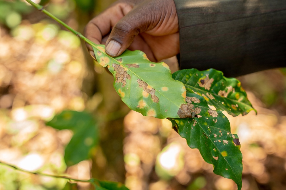 Leaf rust on Frederick Muriuki’s farm in Kirinyaga. (Anthony Odamo/Fairtrade)