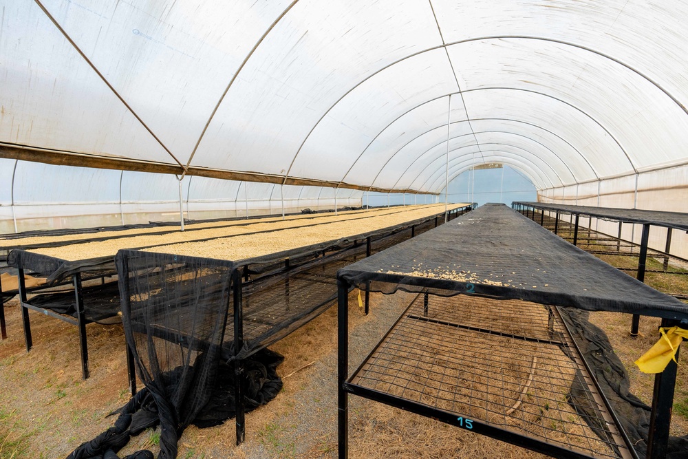 Solar driers that have been installed at Mutira’s factory in Kagumo. (Anthony Odamo/Fairtrade)