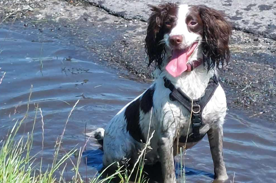 After being rehabilitated, 83 of the dogs have been placed in new homes (RSPCA)
