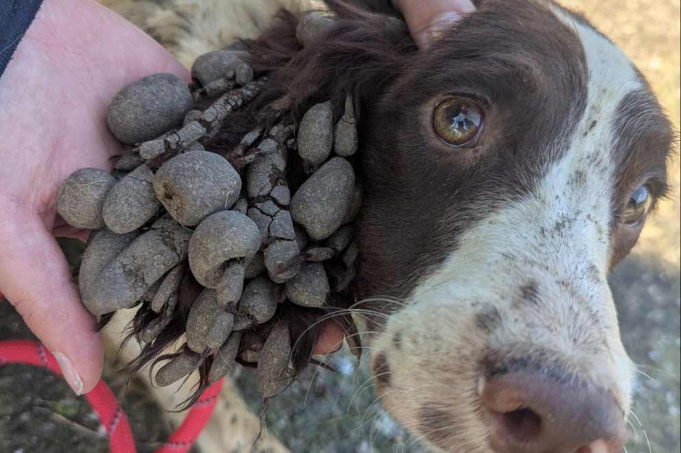 The dogs were found covered in dirt and faeces (RSPCA)