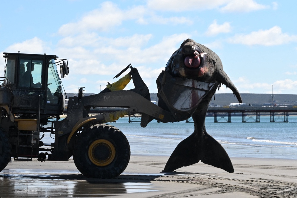 A dead southern right whale calf (Eubalaena australis) is removed by rangers using heavy machinery in Puerto Madryn, Chubut, Argentina on September 28, 2026 (AFP/Getty)