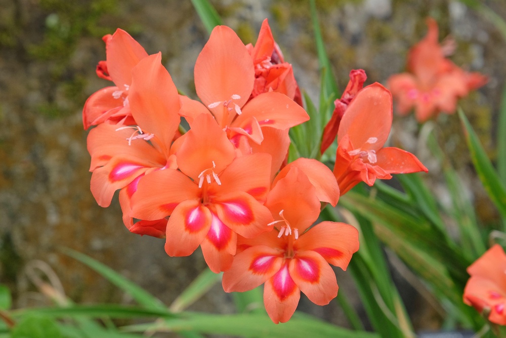 Gladiolus nanus ‘Amanda Mahy’ (Alamy/PA)