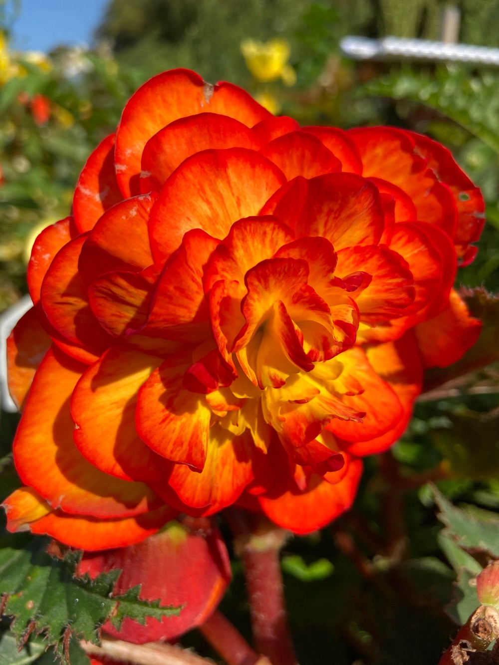 Begonia ‘Picotee’ (Taylors Bulbs/PA)