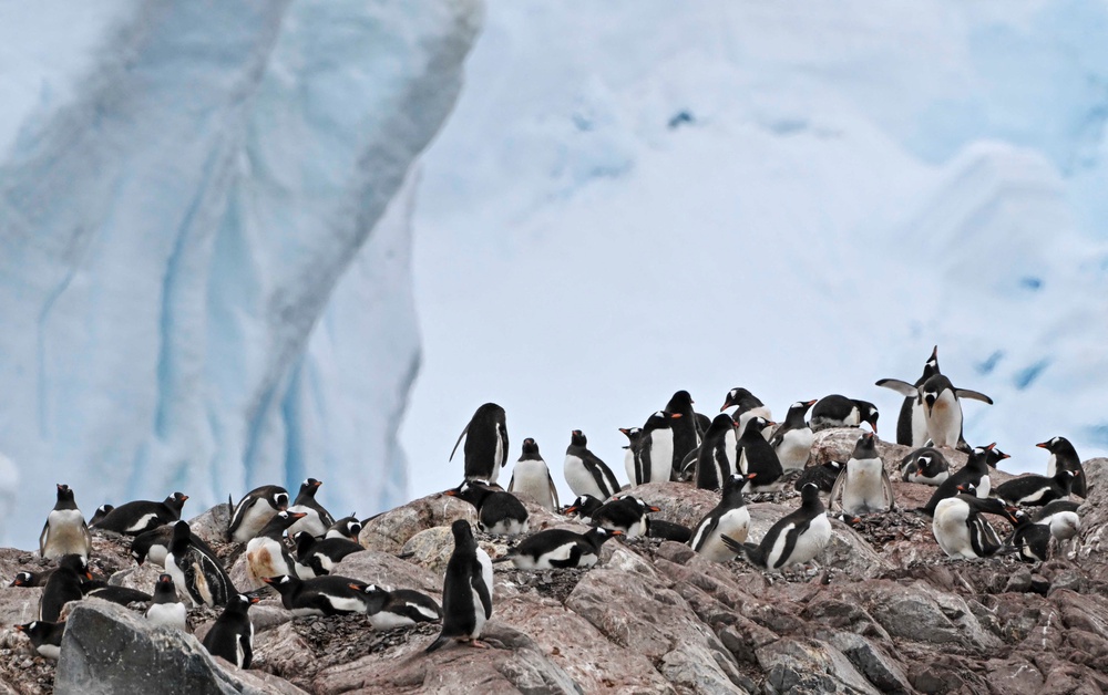 Penguins live almost entirely in the Southern Hemisphere. Pictured: Gentoo penguins at the Paradise Bay in the Gerlache Strait - which separates the Palmer Archipelago from the Antarctic Peninsula, in January 2024 (AFP via Getty Images)