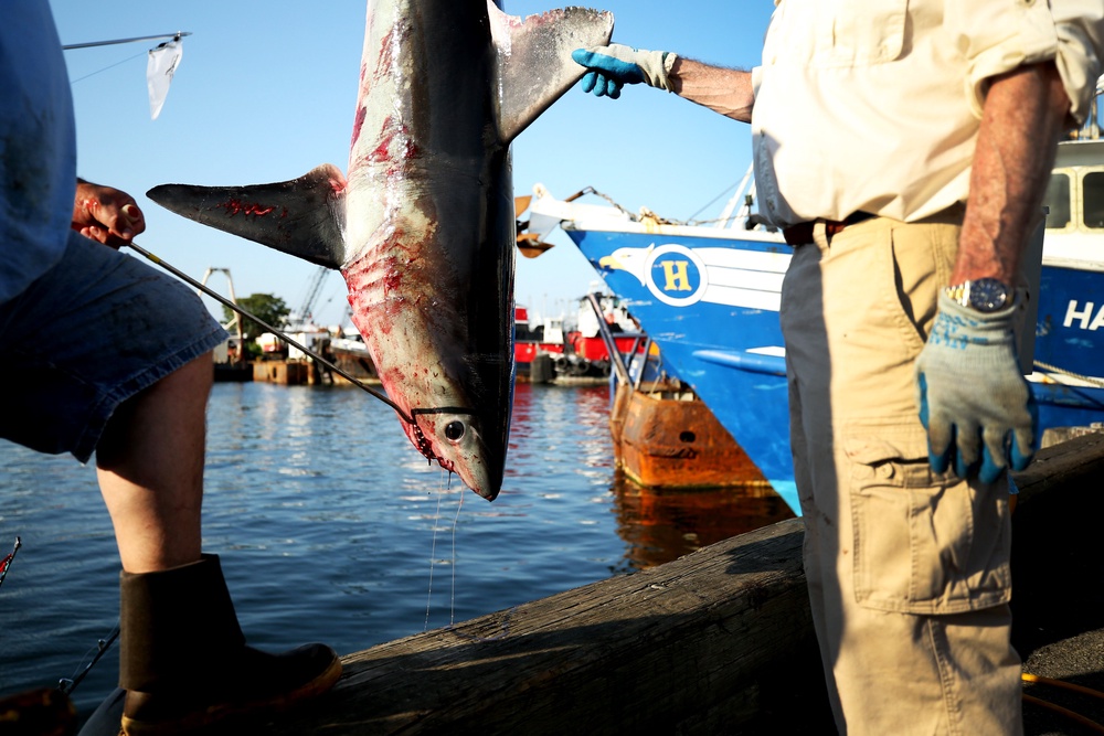 The shortfin mako shark involved in the attack averages six to seven feet in length and is known for its aggressive nature (Getty Images)