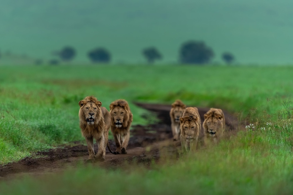Safaris in East Africa are set to be wetter than normal (Getty Images)