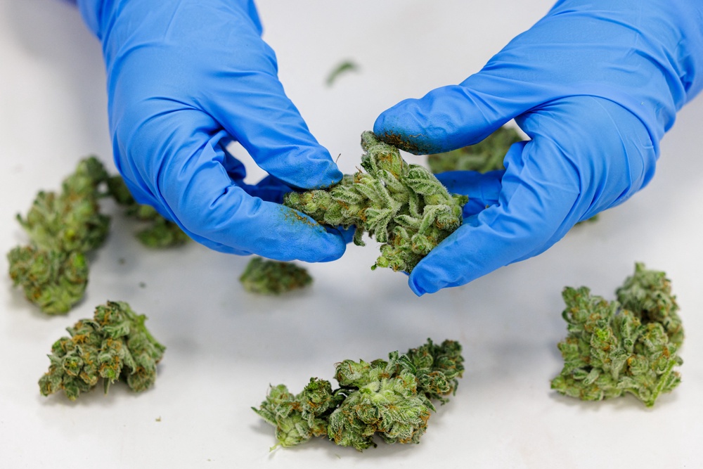 Medical cannabis is marketed as being able to treat a range of conditions, from anxiety, depression and ADHD, through to chronic pain, migraines and Crohn’s disease (JENS SCHLUETER/AFP via Getty Images)