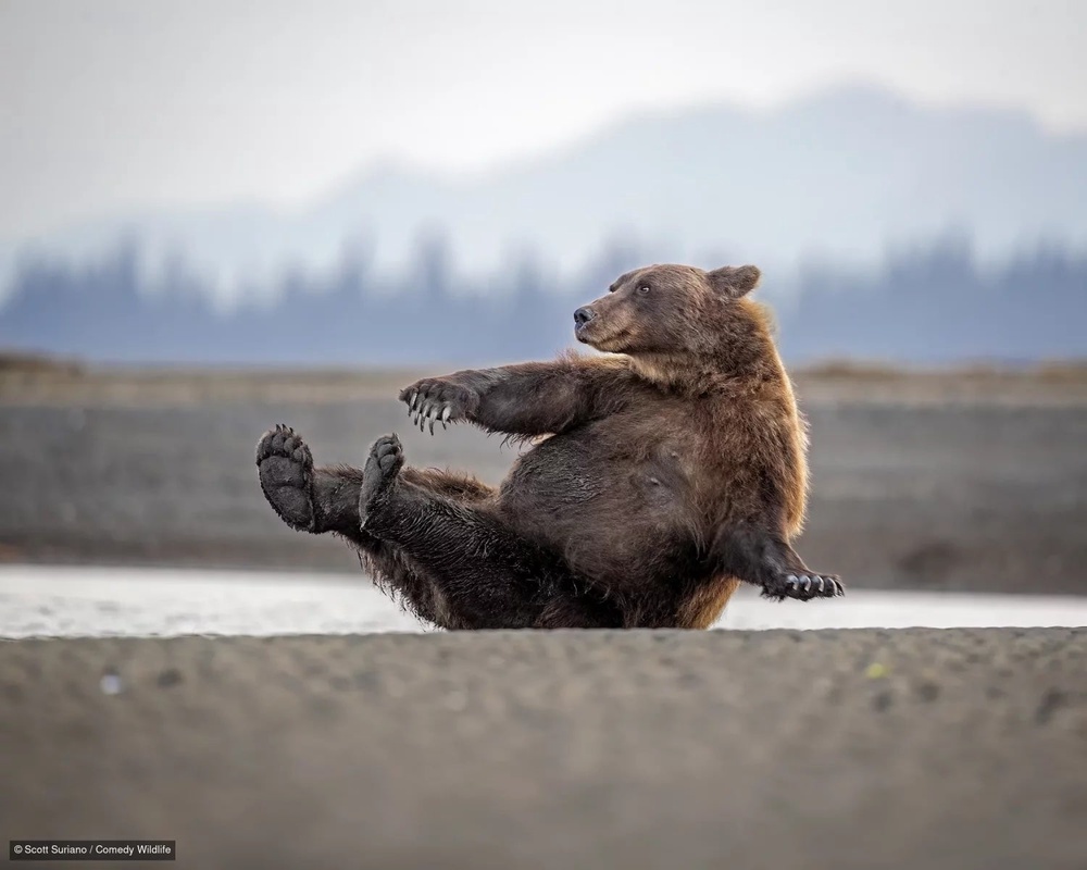 The winners of the contest will be announced in December (Scott Suraino/Comedy Wildlife)