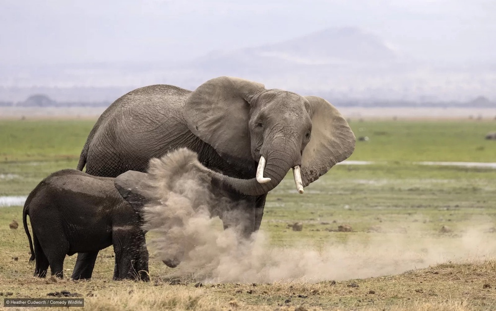 Contest organizers received more than 10,000 submissions from 112 countries (Heather Cudworth/Comedy Wildlife)