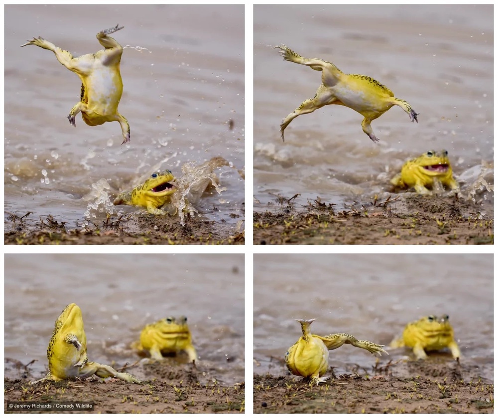 If you'd like to vote for your favorite photo, there is also a people's choice award (Jeremy Richards/Comedy Wildlife)