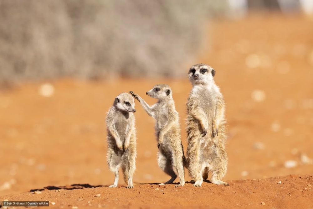 In one finalist photo, a meerkat appears to be about to pat the head of another meerkat as a third looks on (Subi Sridharan)