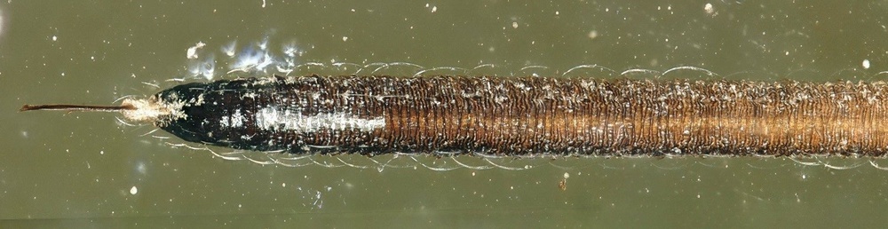 Details of the specialised proboscis in Neazoniidae (Dolev Fabrikant)