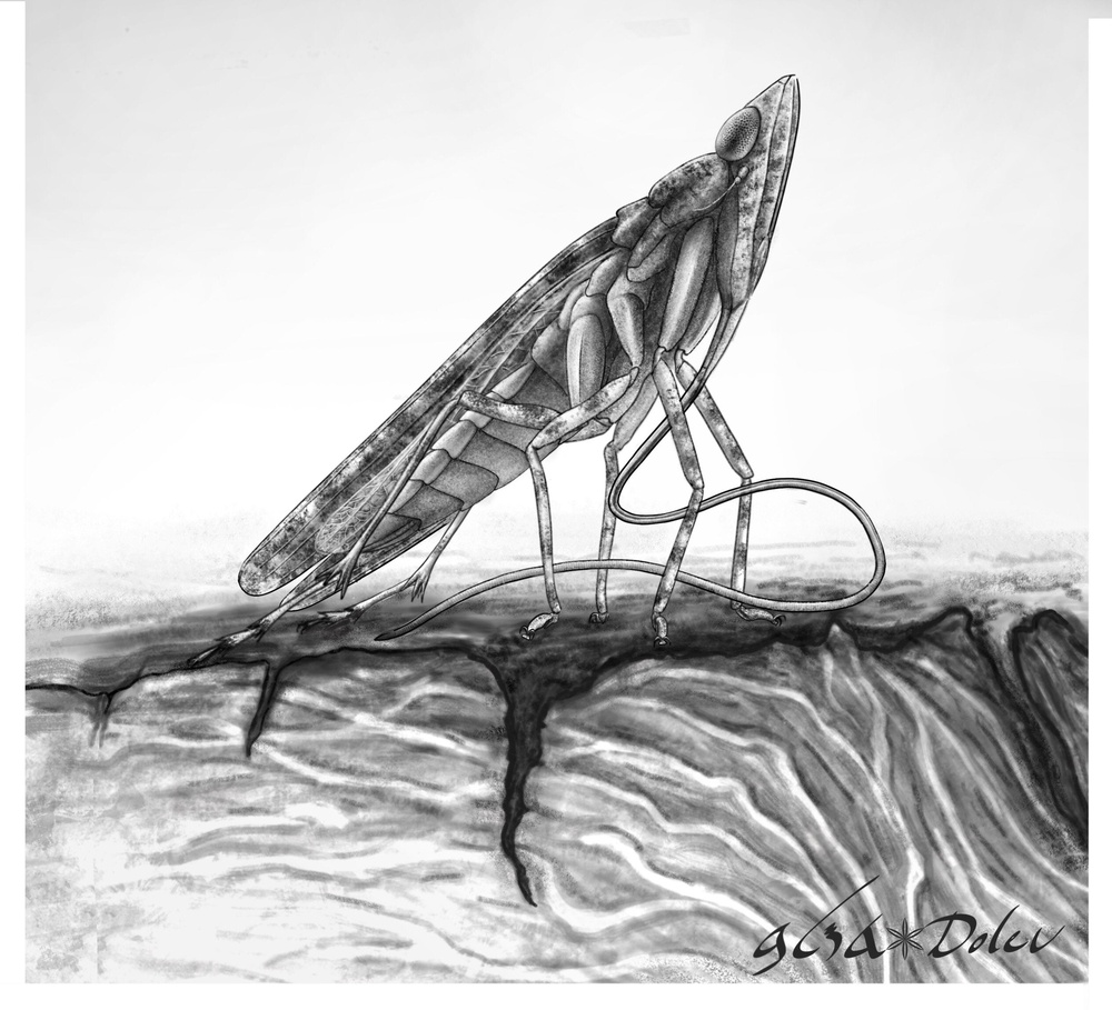 Illustration of Cretodorus noonoo (Dolev Fabrikant)