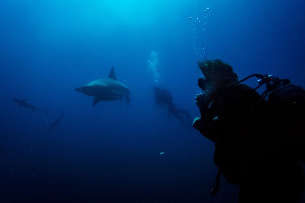 The death of microscopic nutrients is threatening sea life on all levels, caution experts (AFP/Getty)