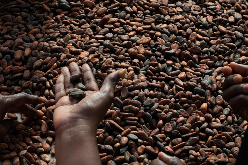 Cocoa beans (Reuters)