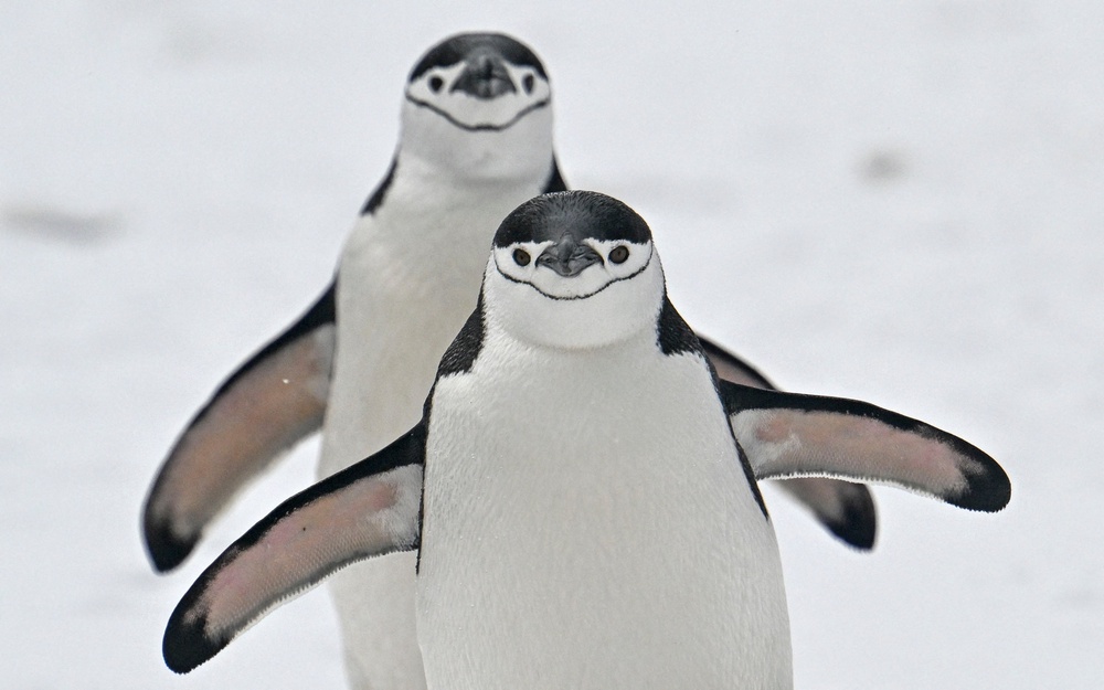 Chinstrap penguins on Deception Island in the western Antarctic Peninsula (AFP/Getty)