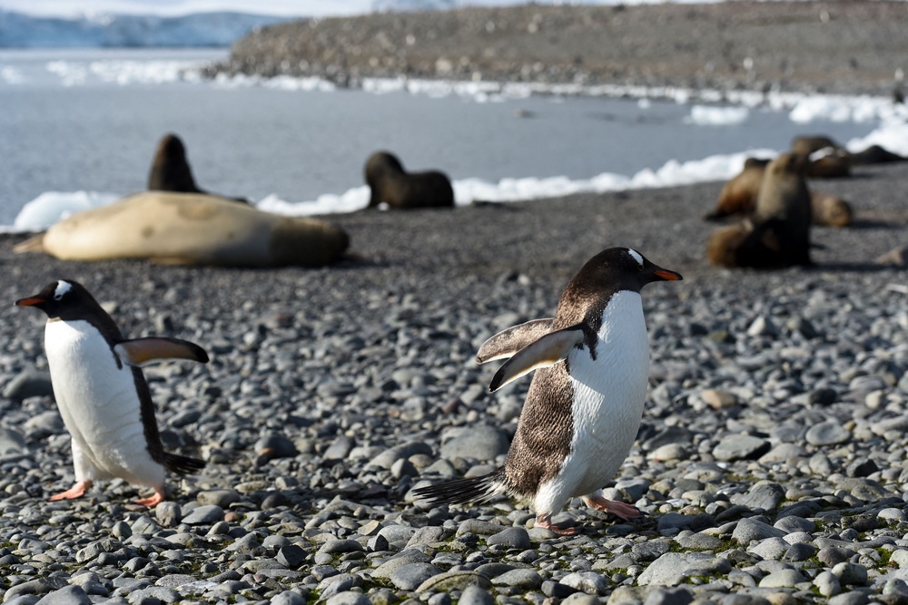 Gentoo penguins and seals at the Yankee Harbour in the South Shetland Islands, Antarctica, on 6 March 2016 (AFP/Getty)